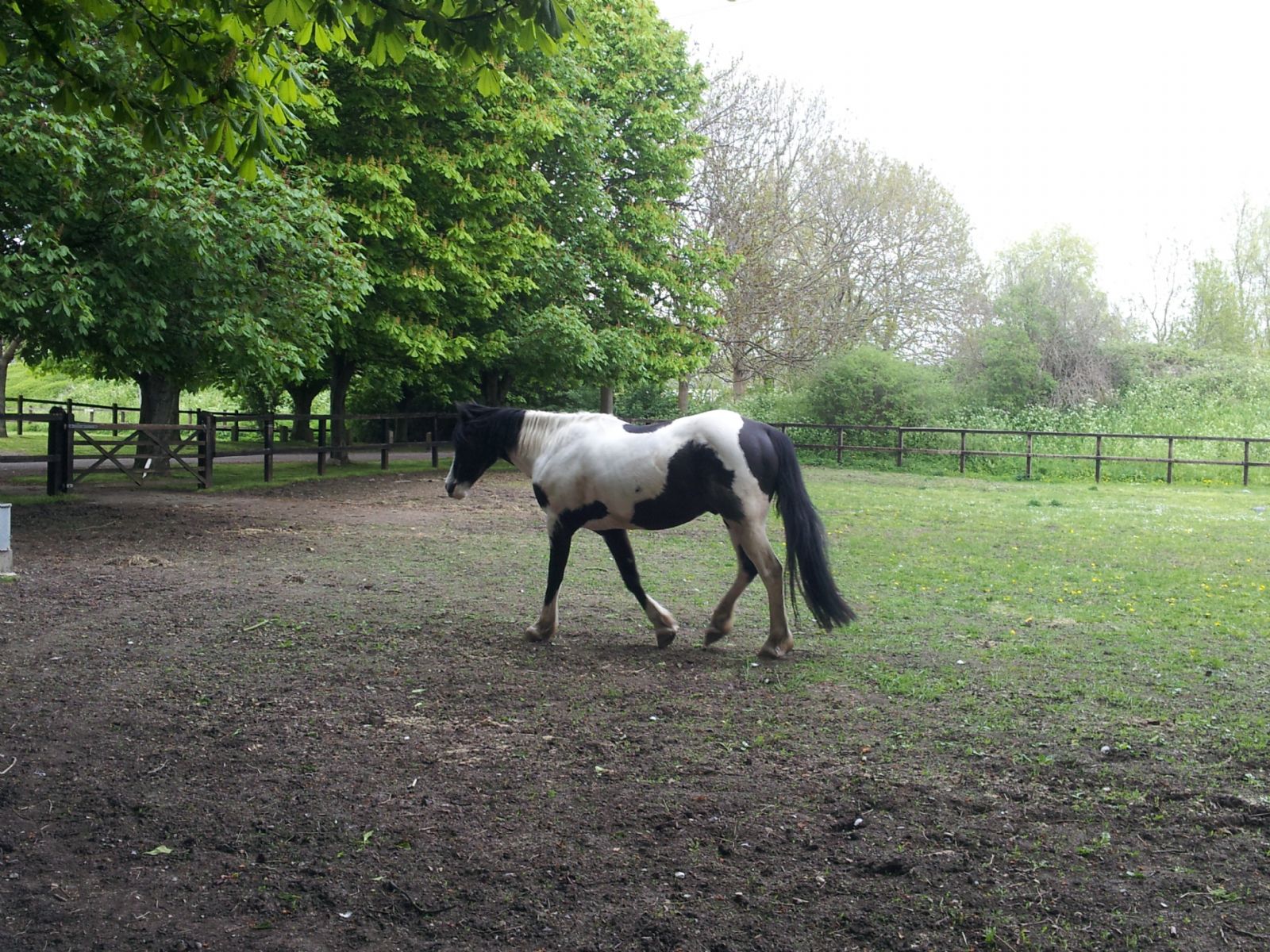 Lee Valley Riding Centre